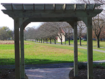 Pergola Photo